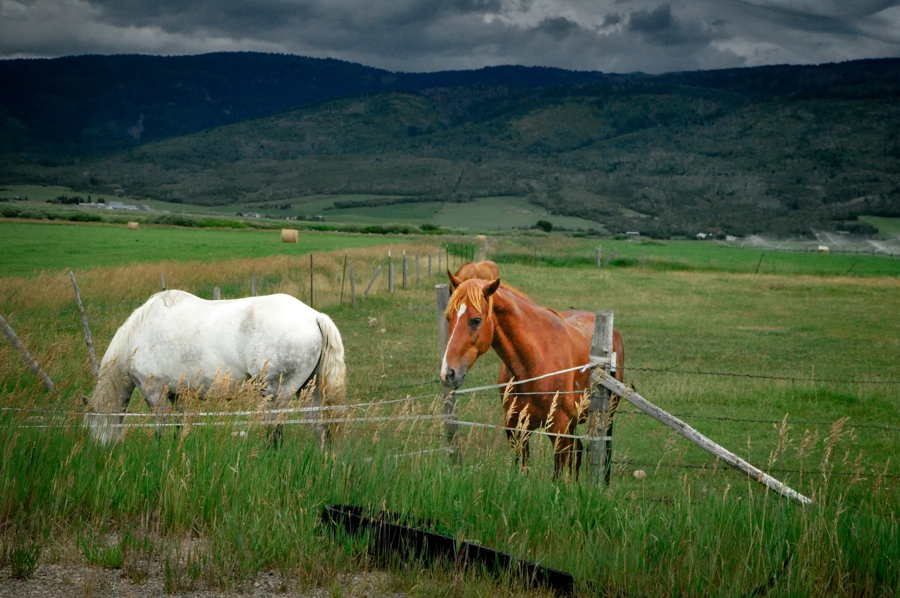 Horses at pasture