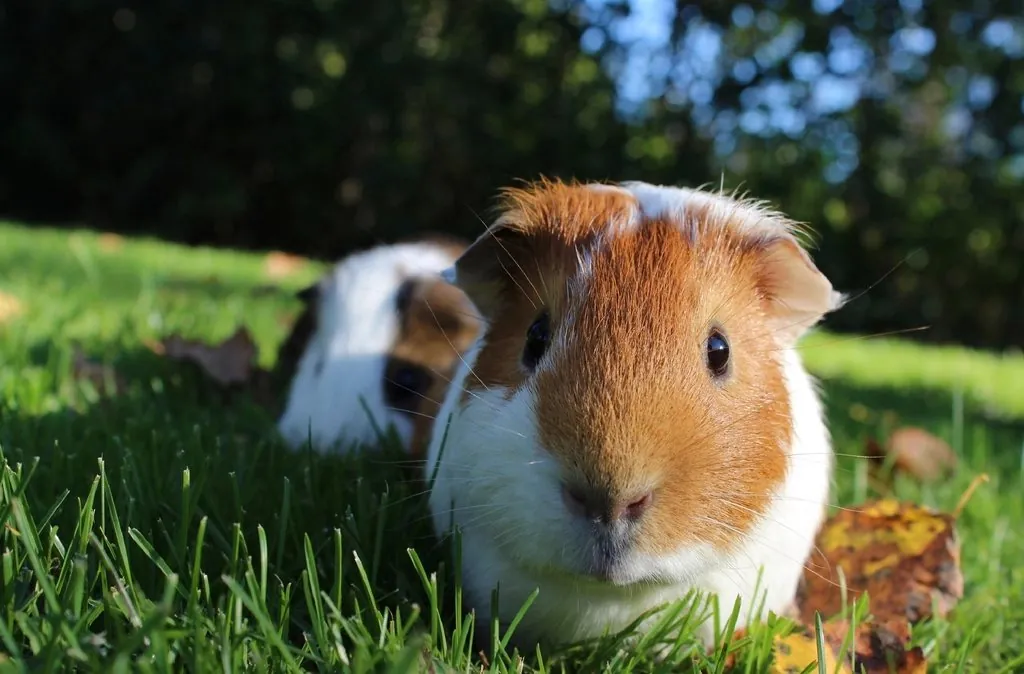 Pet shop