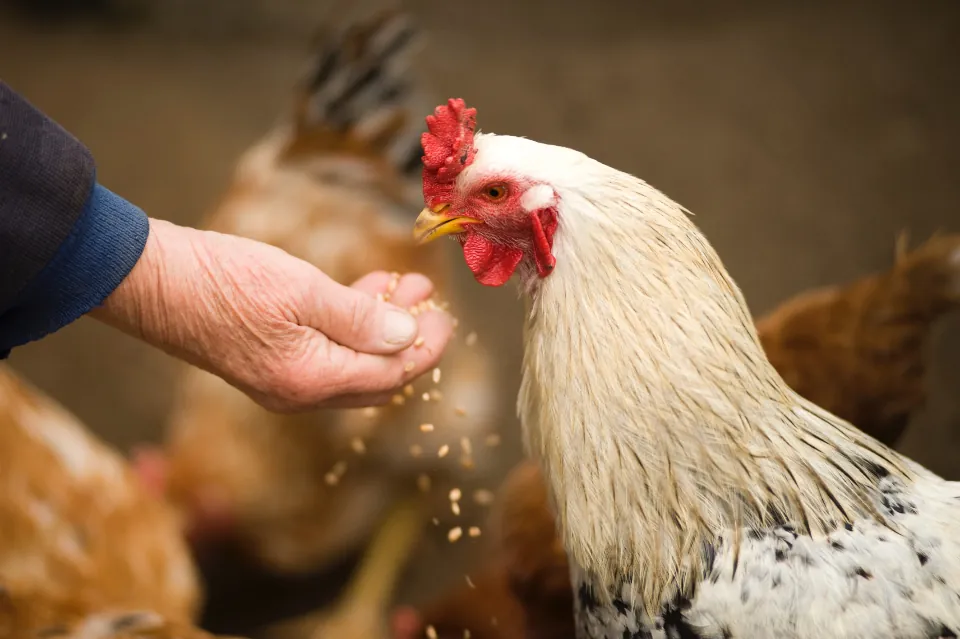 A farmer hand-feeding a rooster