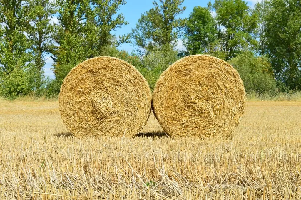 Alfalfa hay