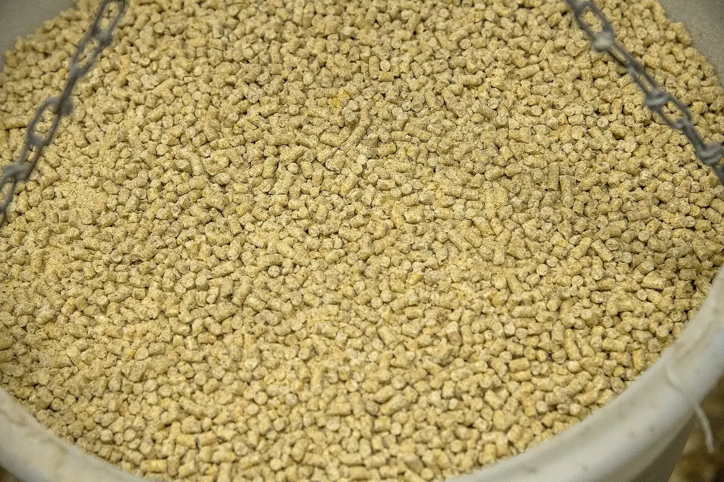 Freshly milled feed pellets