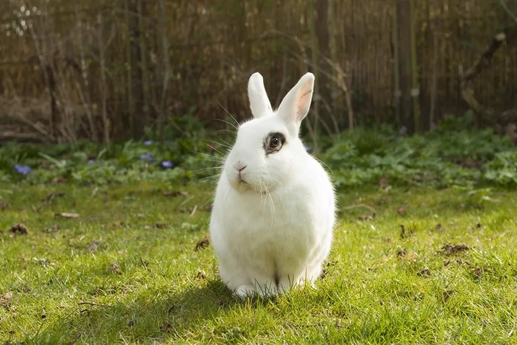 White rabbit