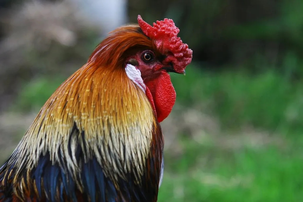 Poultry feed