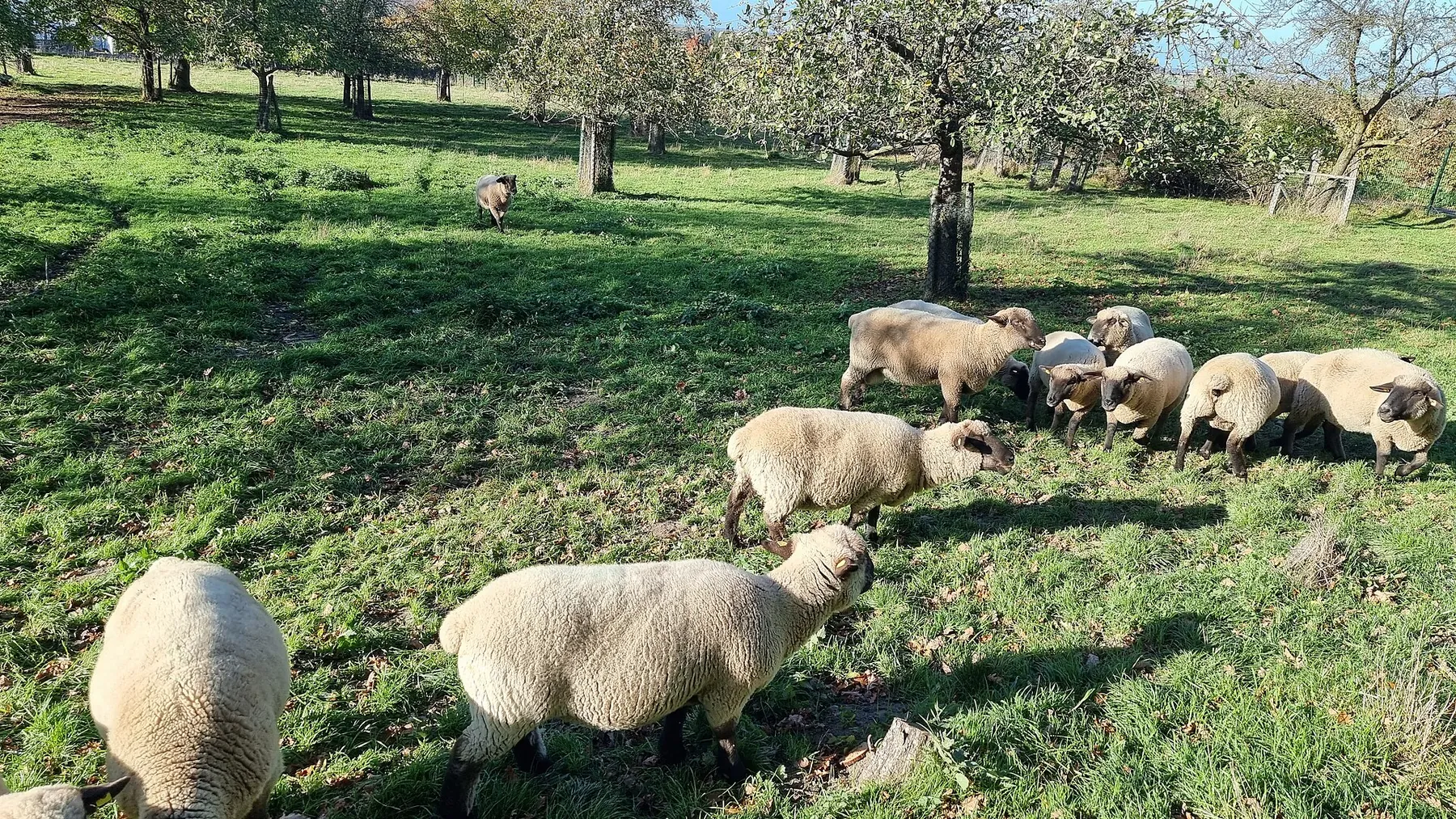 Sheep and lambs grazing
