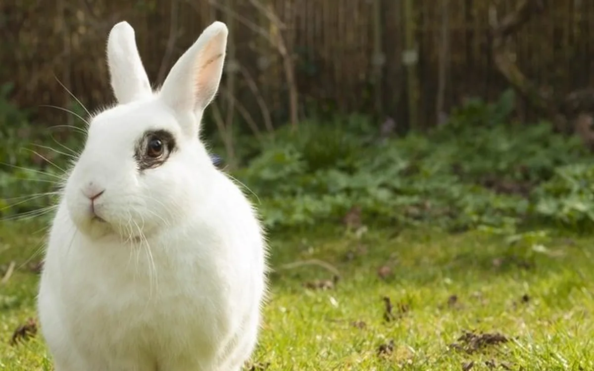 Rabbit feed